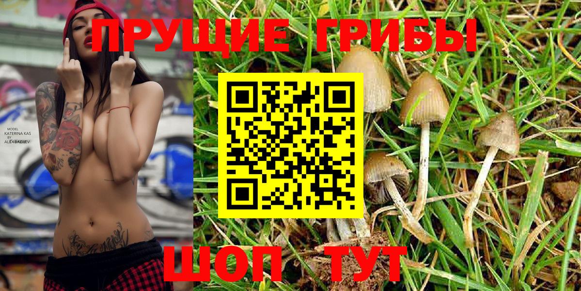 Галлюциногенные грибы Psilocybine cubensis Нерюнгри